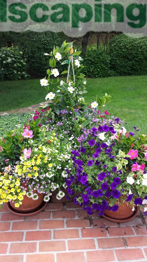 Colorful potted flowers on brick, with green grass and bushes in the background.