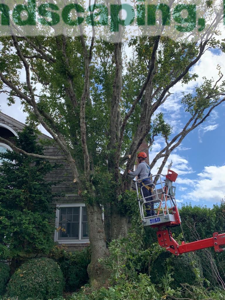 A tree being trimmed by a worker in an aerial lift, green foliage, cloudy blue sky.