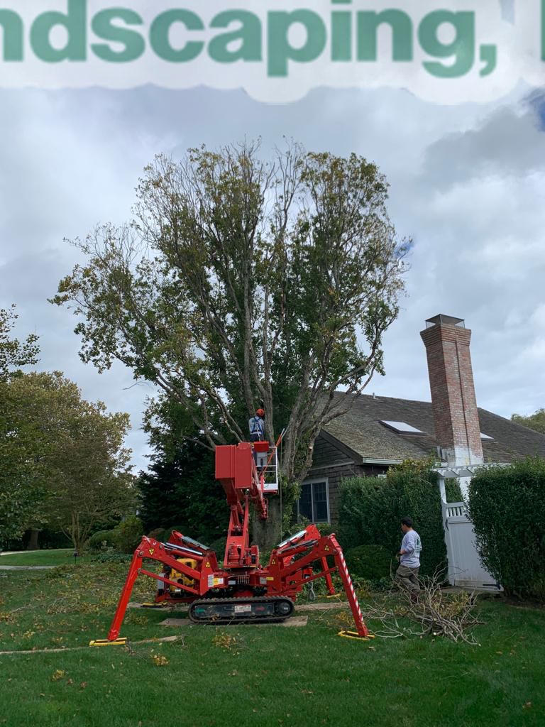 A tree being trimmed by workers using a red spider lift in a residential yard.