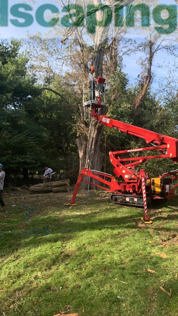 Tree removal in progress: red lift trims a tall tree in a grassy yard.