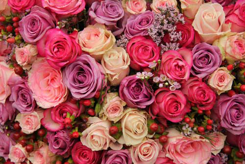 Variety of different color roses - Lexington Florist
