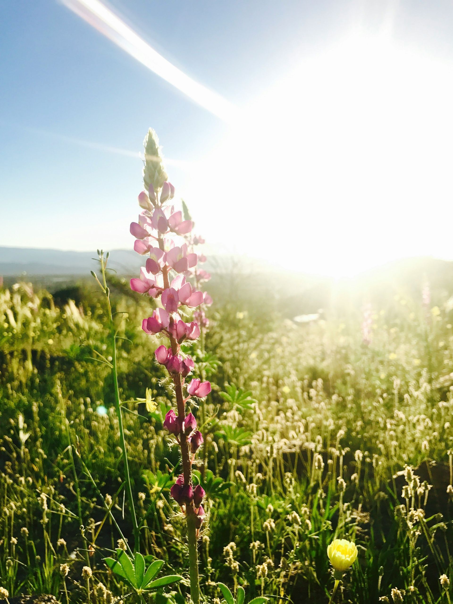 A tall, purple lupine flower stands in a sunny meadow with golden light filtering through the sky.