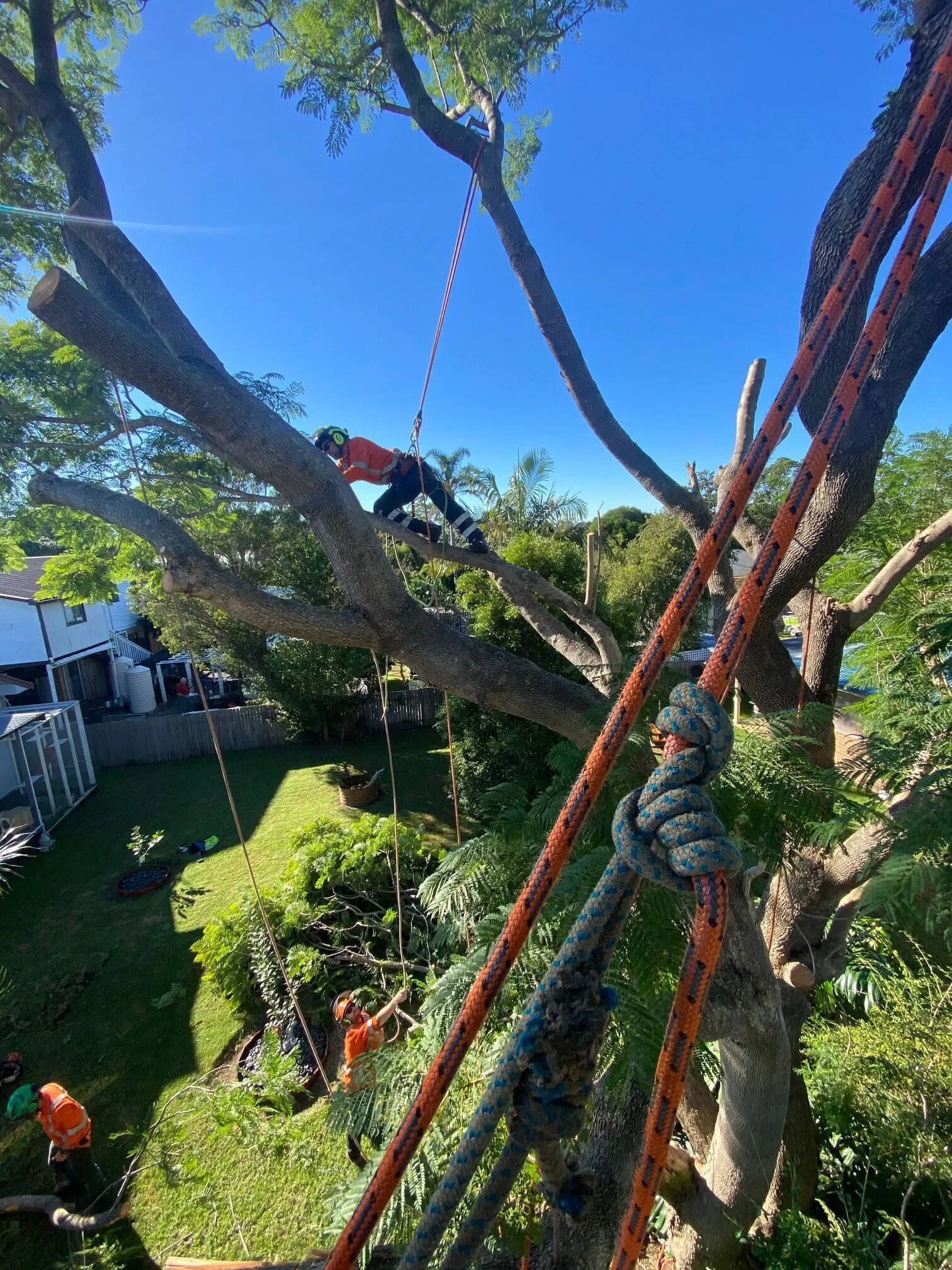tree pruning