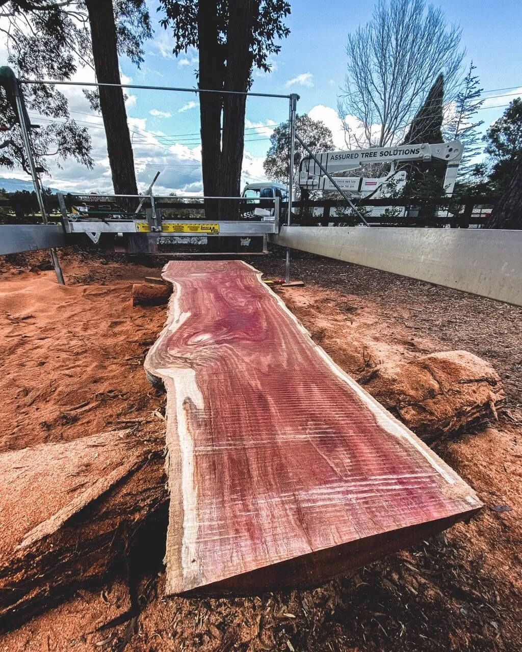 tree solutions