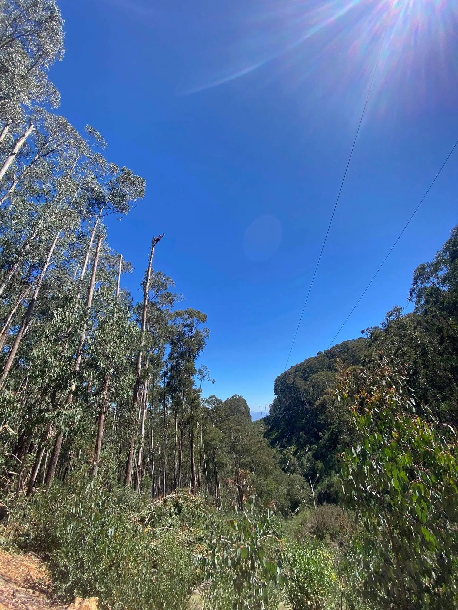 tree removal