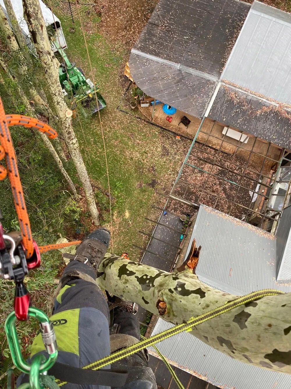 tree removal