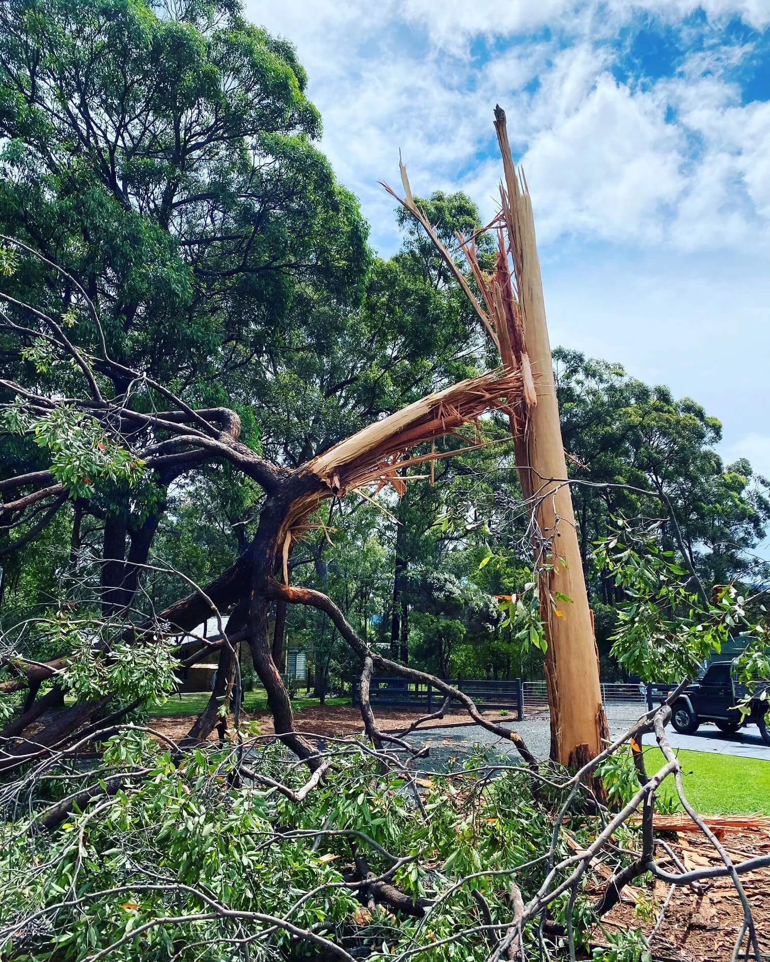 tree removal