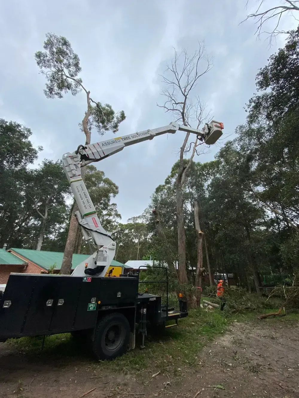 tree pruning berry