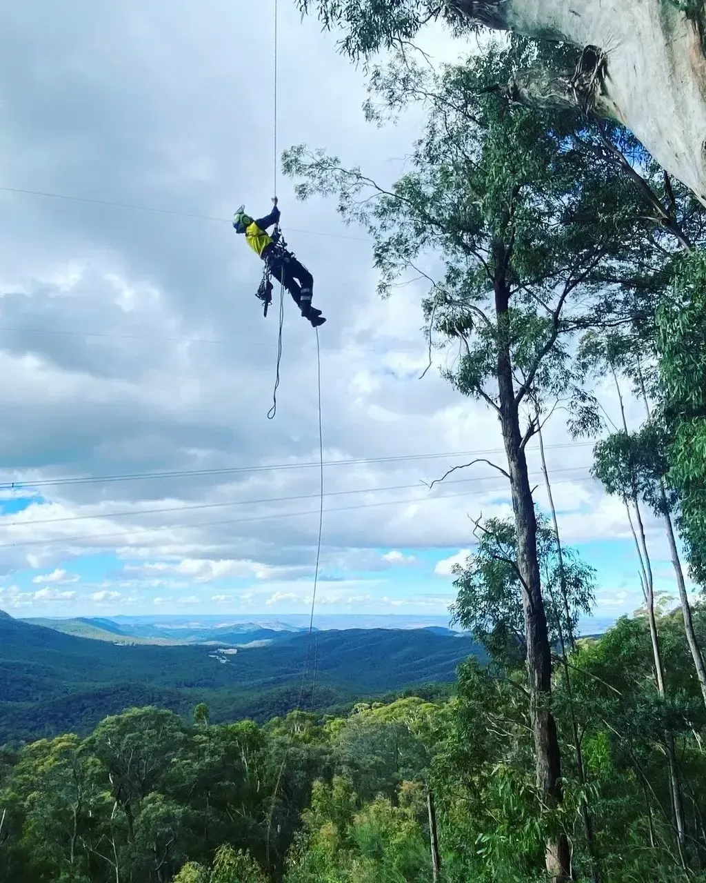 tree pruning shoalhaven