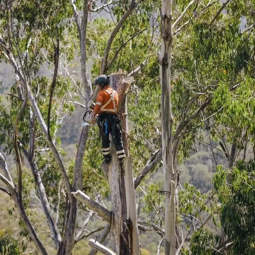 shoalhaven arborist