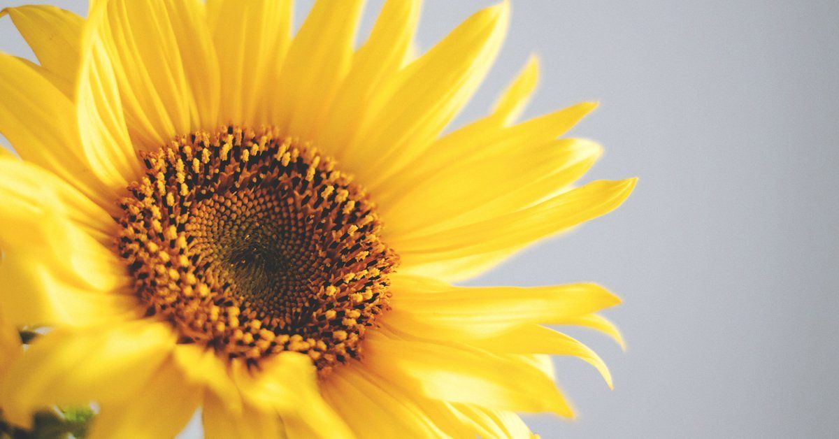 GrandFalls Windsor Funeral Services