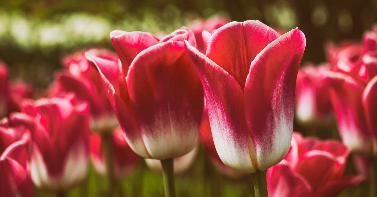Grand falls windsor funeral homes