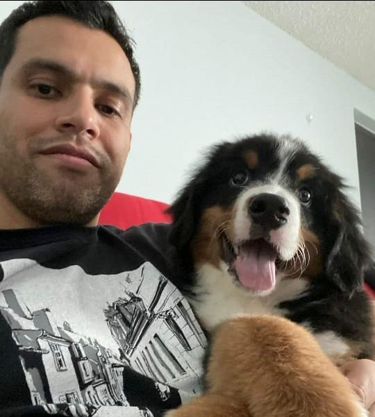 cachorro bernes en venta