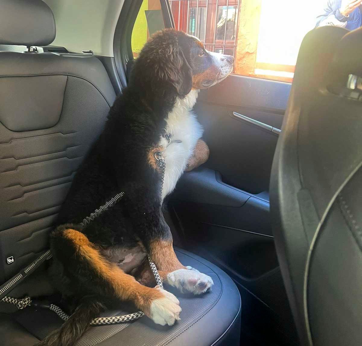 cachorro bernes en venta