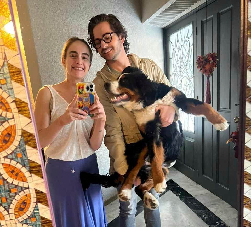 cachorro bernes en venta