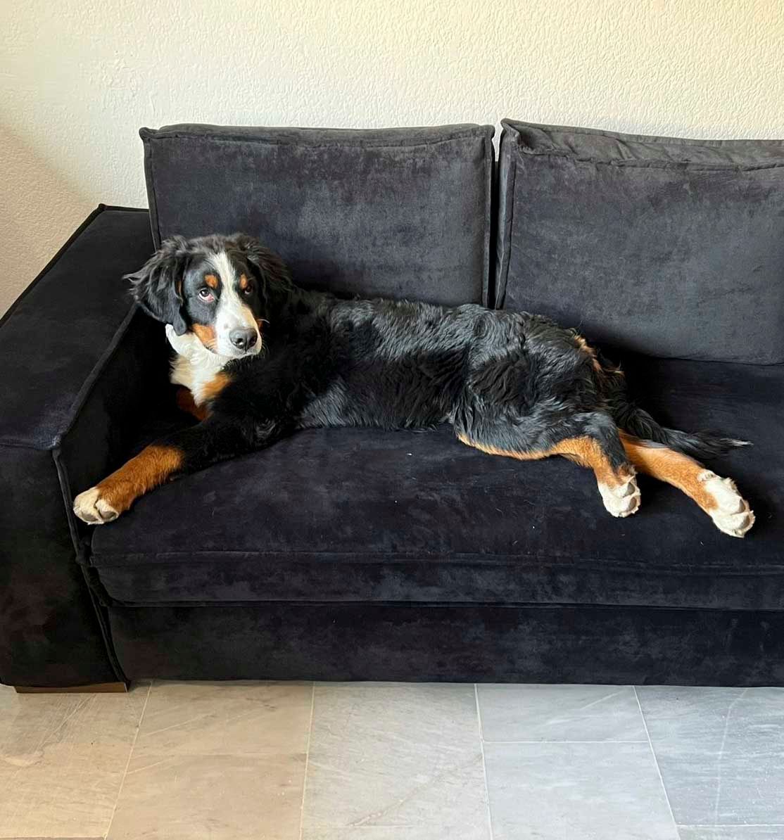 cachorro bernes en venta