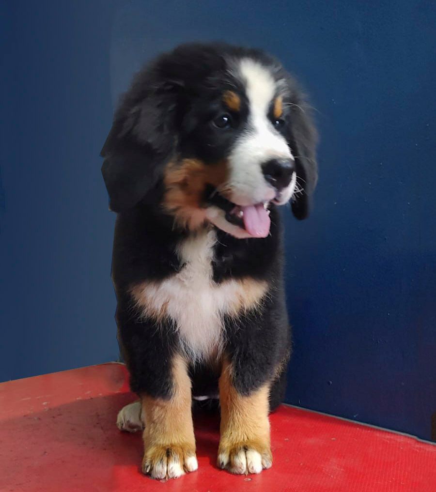 cachorros bernes de la montaña venta