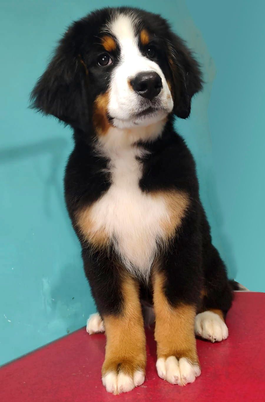 cachorros bernes de la montaña venta