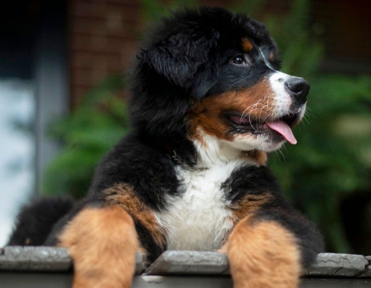 cachorros bernes de la montaña