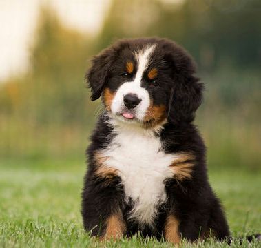 bernes de la montaña en venta