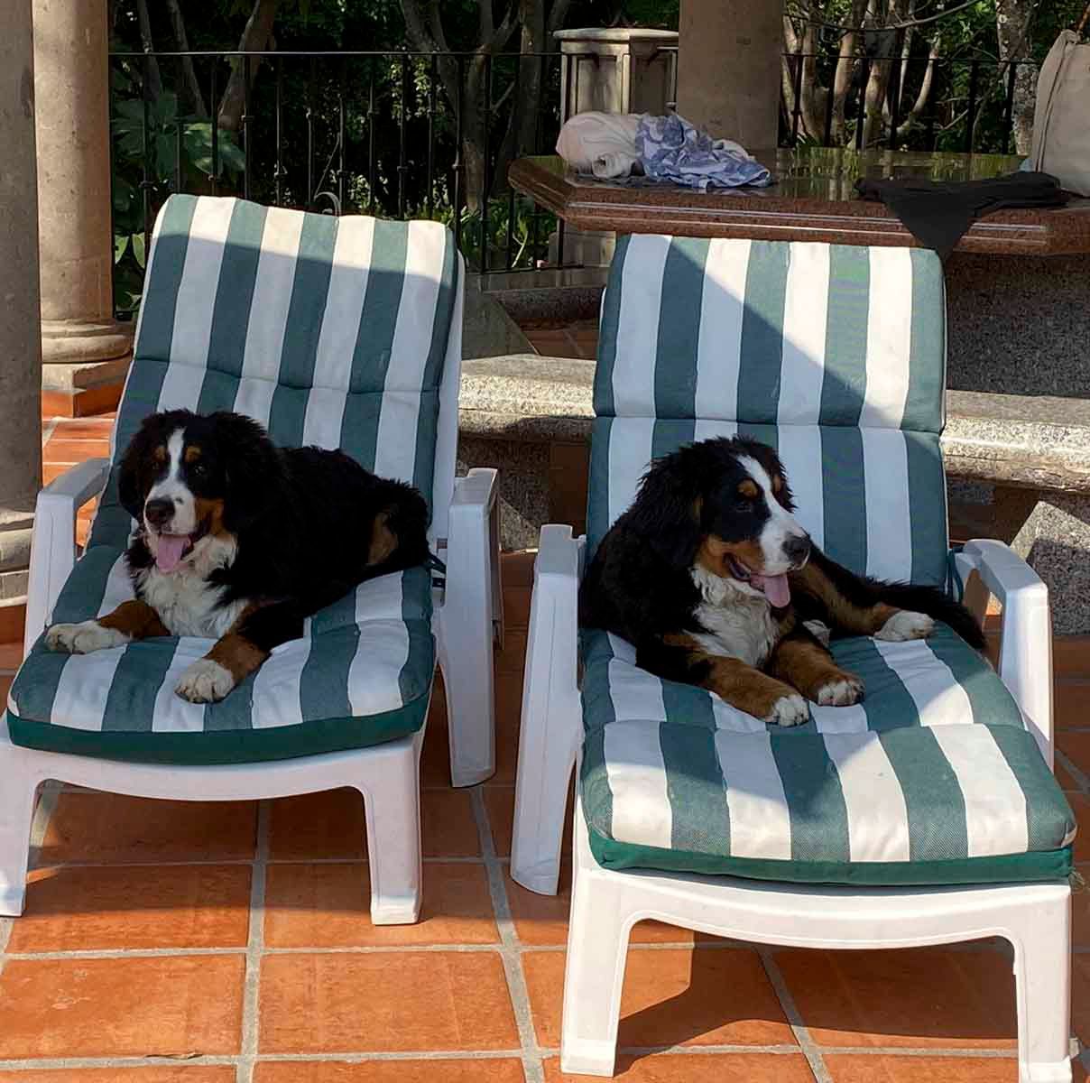 cachorros bernes de la montaña