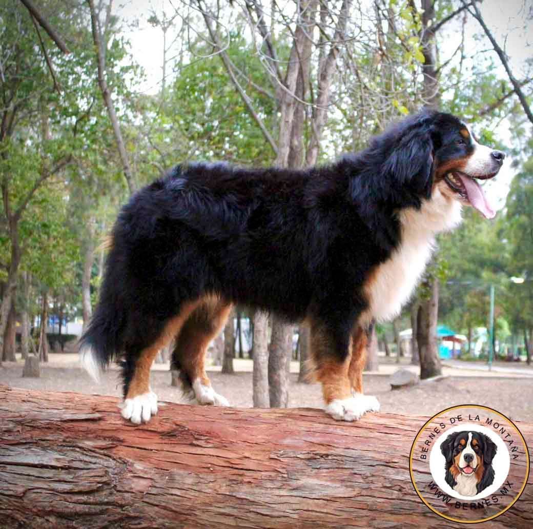 benes de la montana en venta