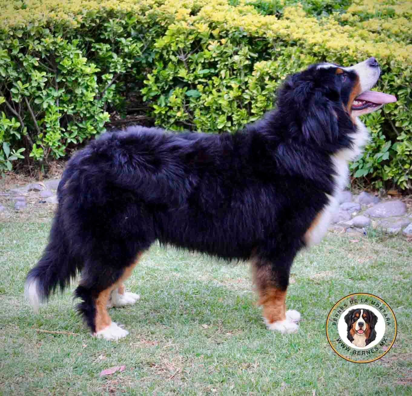 benes de la montana en venta