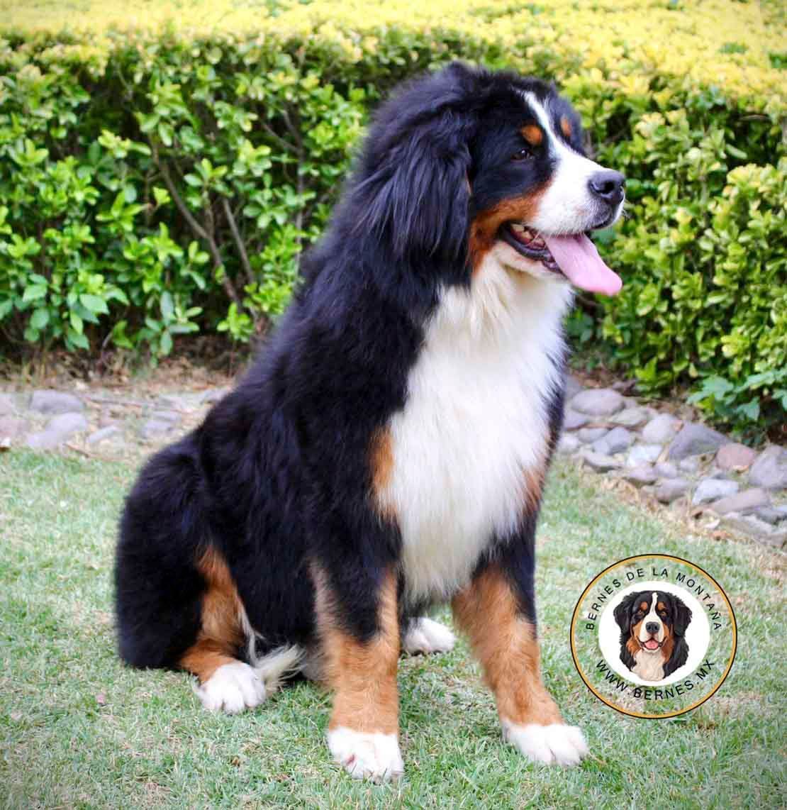 benes de la montana en venta