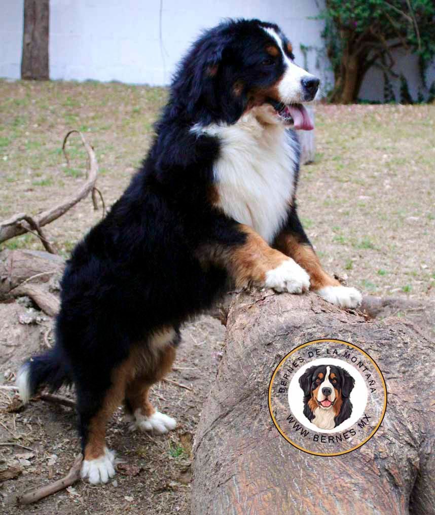 benes de la montana en venta