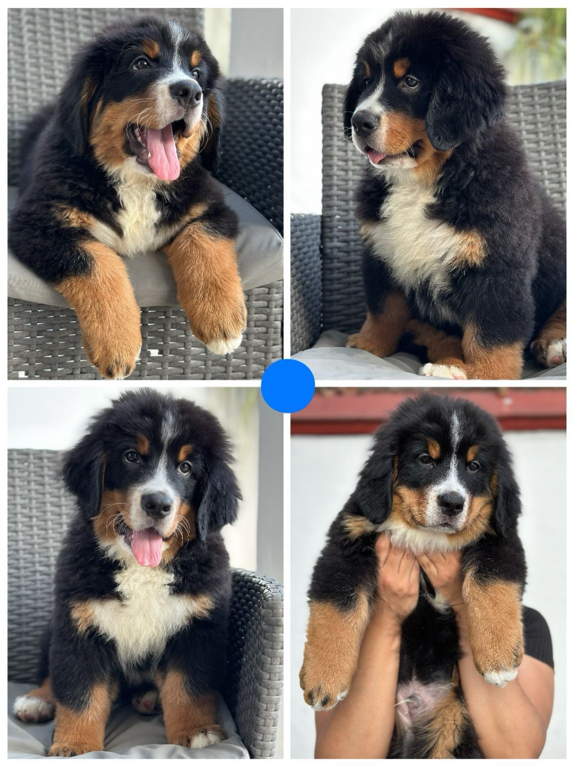 cachorros bernes en venta