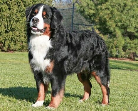 cachorros bernes de la montaña