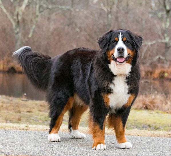 cachorros bernes de la montaña