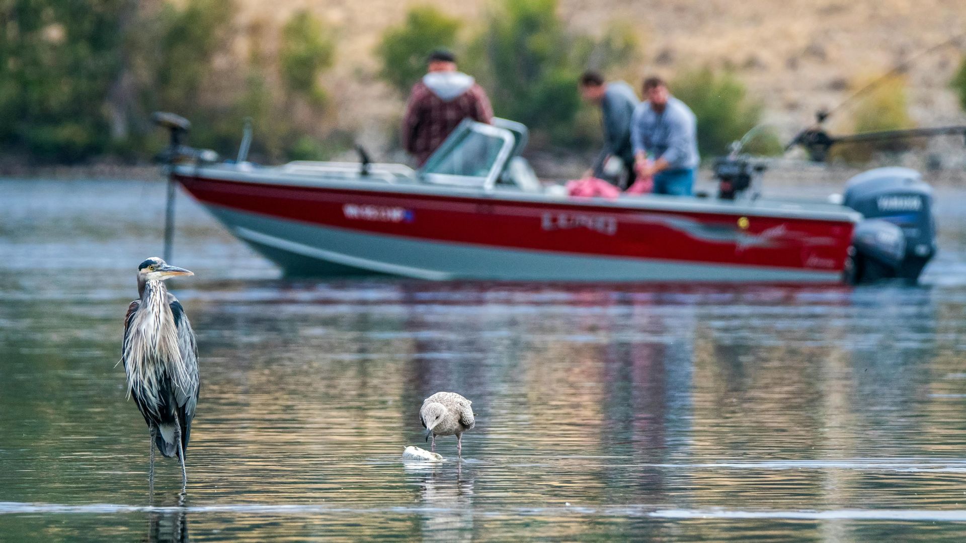 A heron is standing in the water next to a boat.