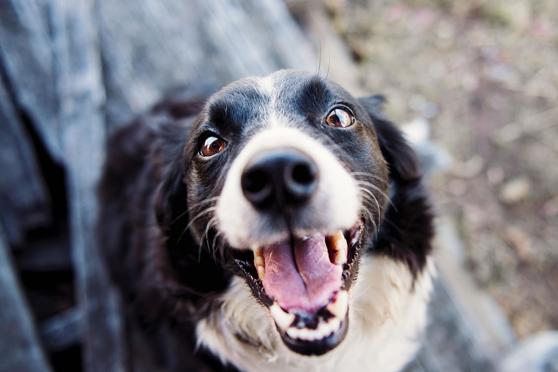 A black and white dog is looking up at the camera with its mouth open.