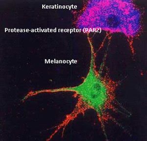 A picture of a cell with keratinocyte protease-activated receptor and melanocyte