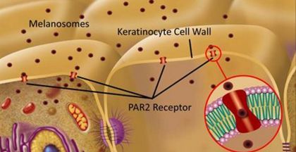 A diagram of a cell with keratinocyte cell wall and par2 receptor.