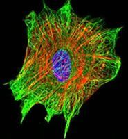 A close up of a cell with a purple center on a black background.