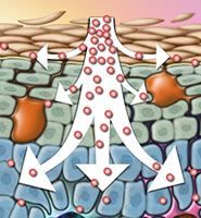 A diagram of a cell with arrows pointing in different directions.