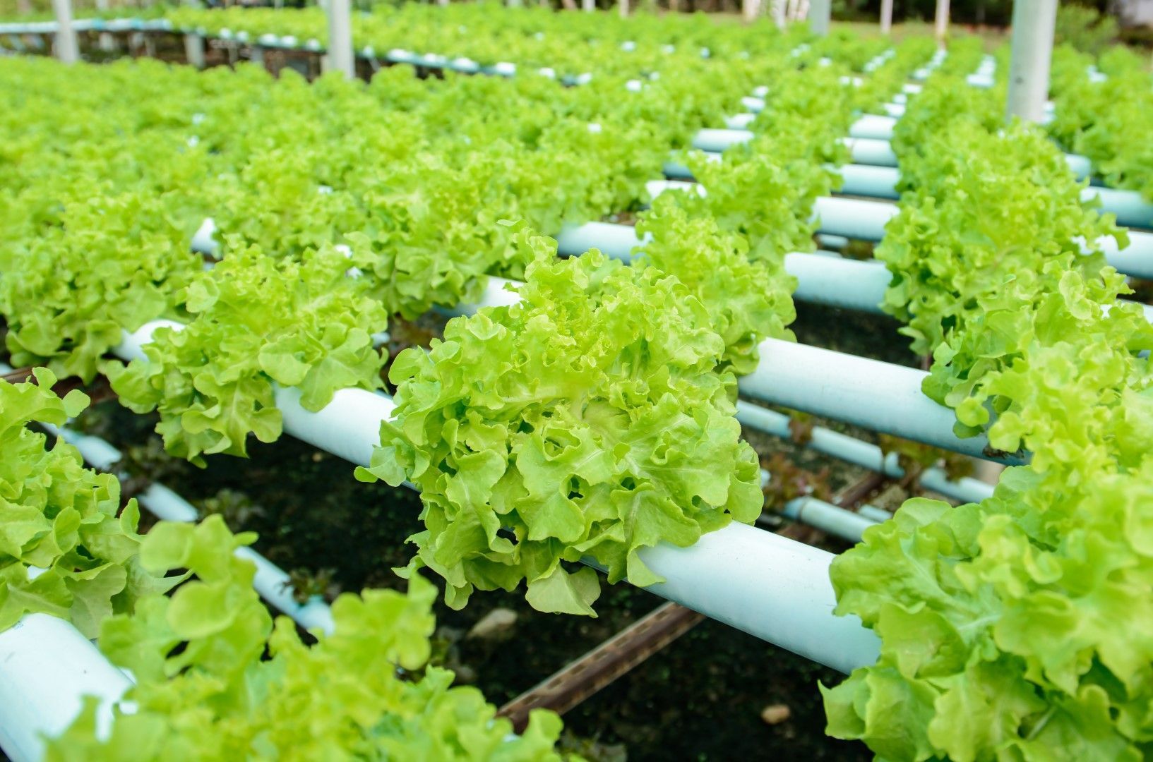 Sunset-lit lettuce growing in a hydroponic system.