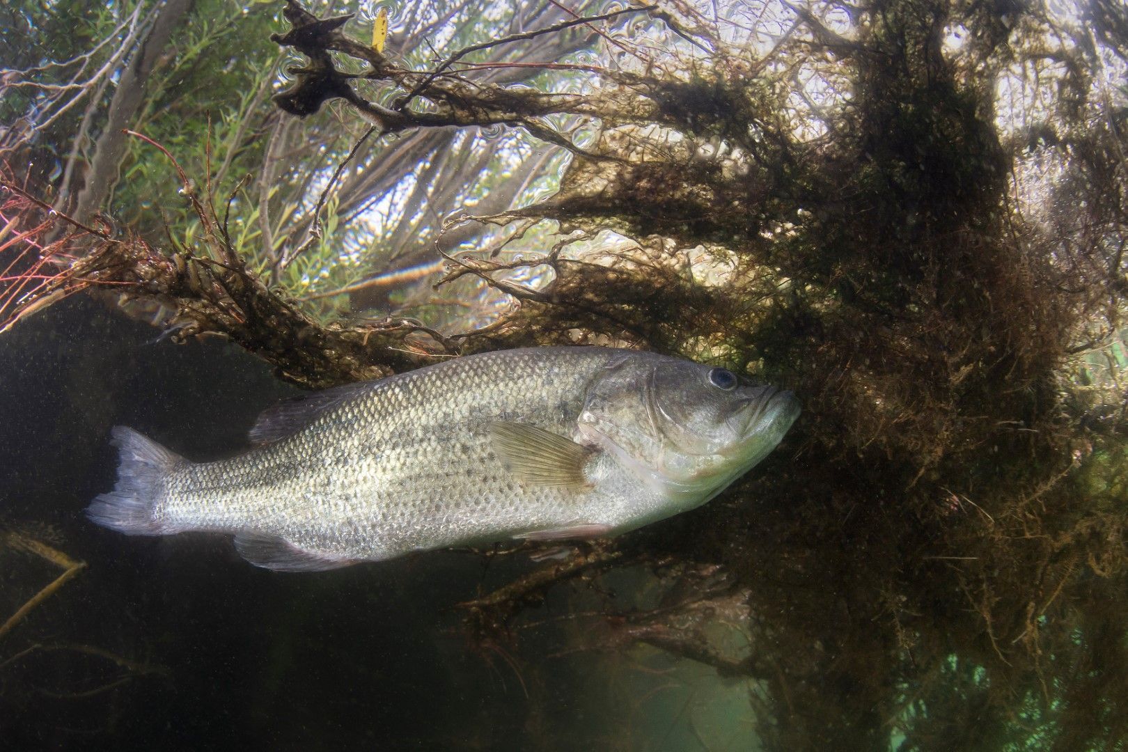 Largemouth Bass swimming underwater in a lake
