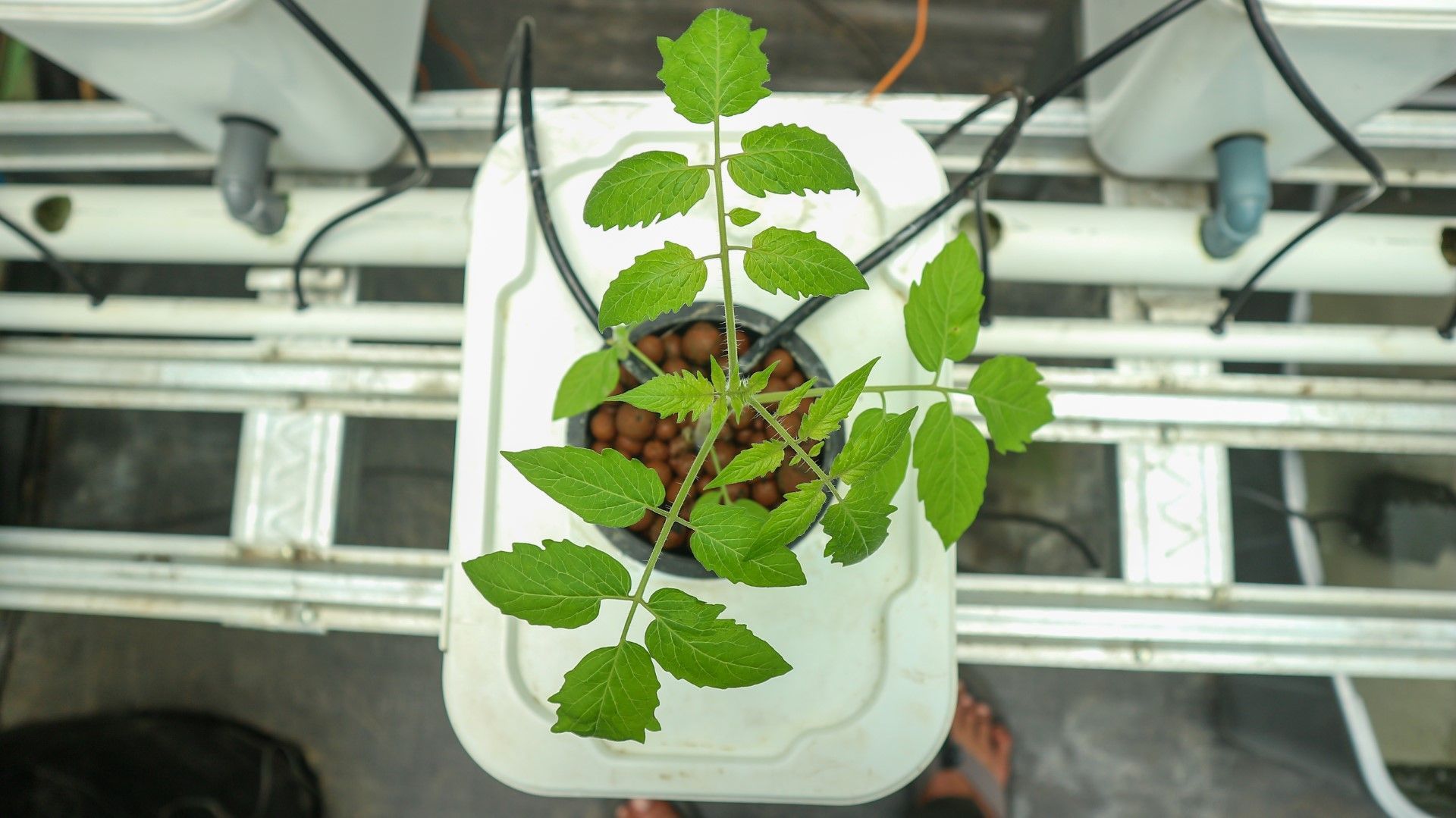 Hydroponic plant growing in a water-filled bucket