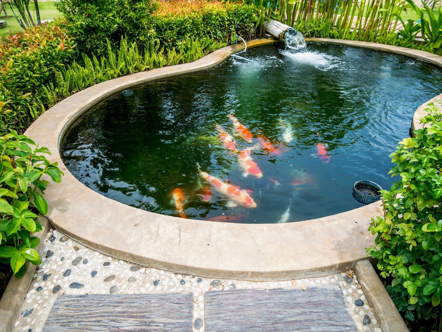 A calm koi pond with vibrant fish and lush plants