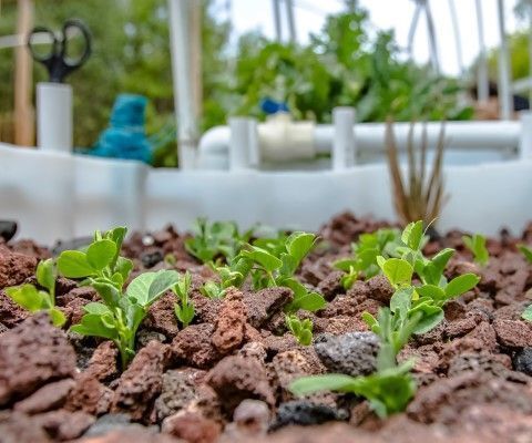 Small aquaponic garden thriving on lava rocks.