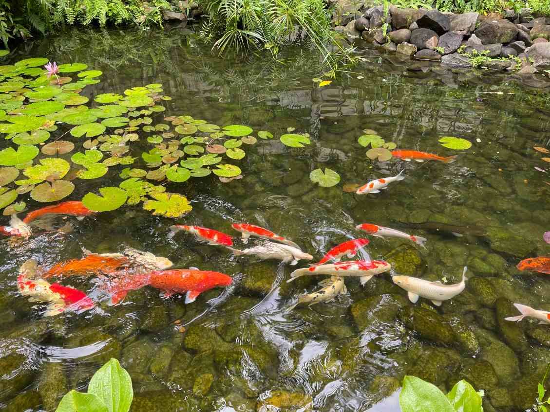 Backyard Koi ponds in Forest Hills, Tampa, offer a peaceful retreat with well-maintained water features and landscaping.
