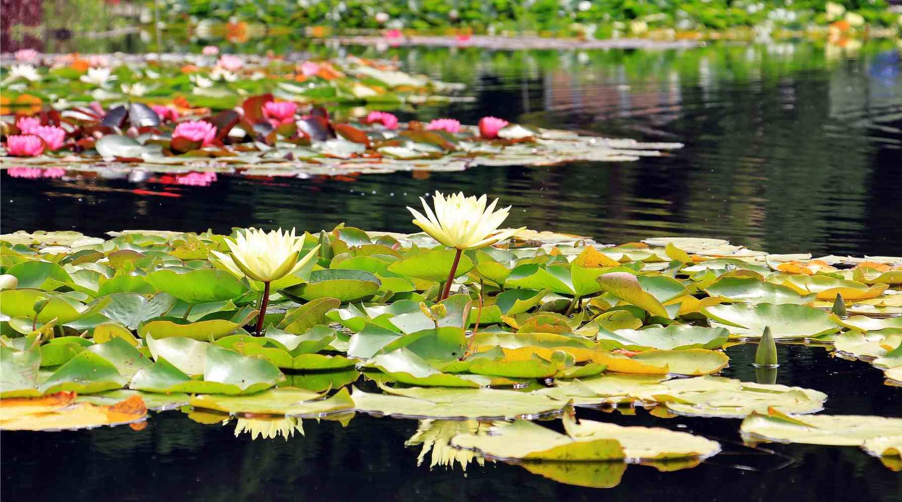 Backyard ponds in Tampa contribute to the charm of landscapes with their peaceful water features and natural aesthetics.