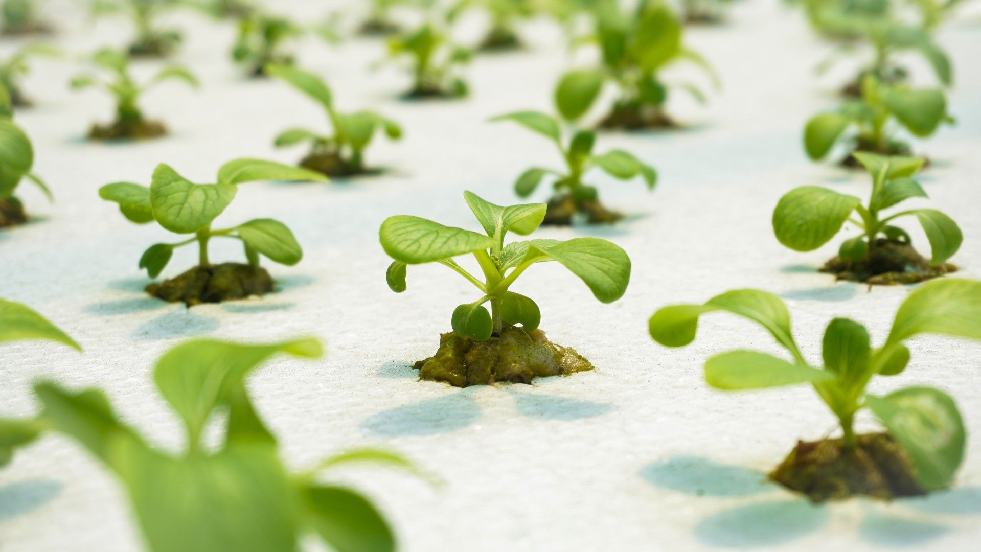 A row of small green plants growing in a greenhouse.