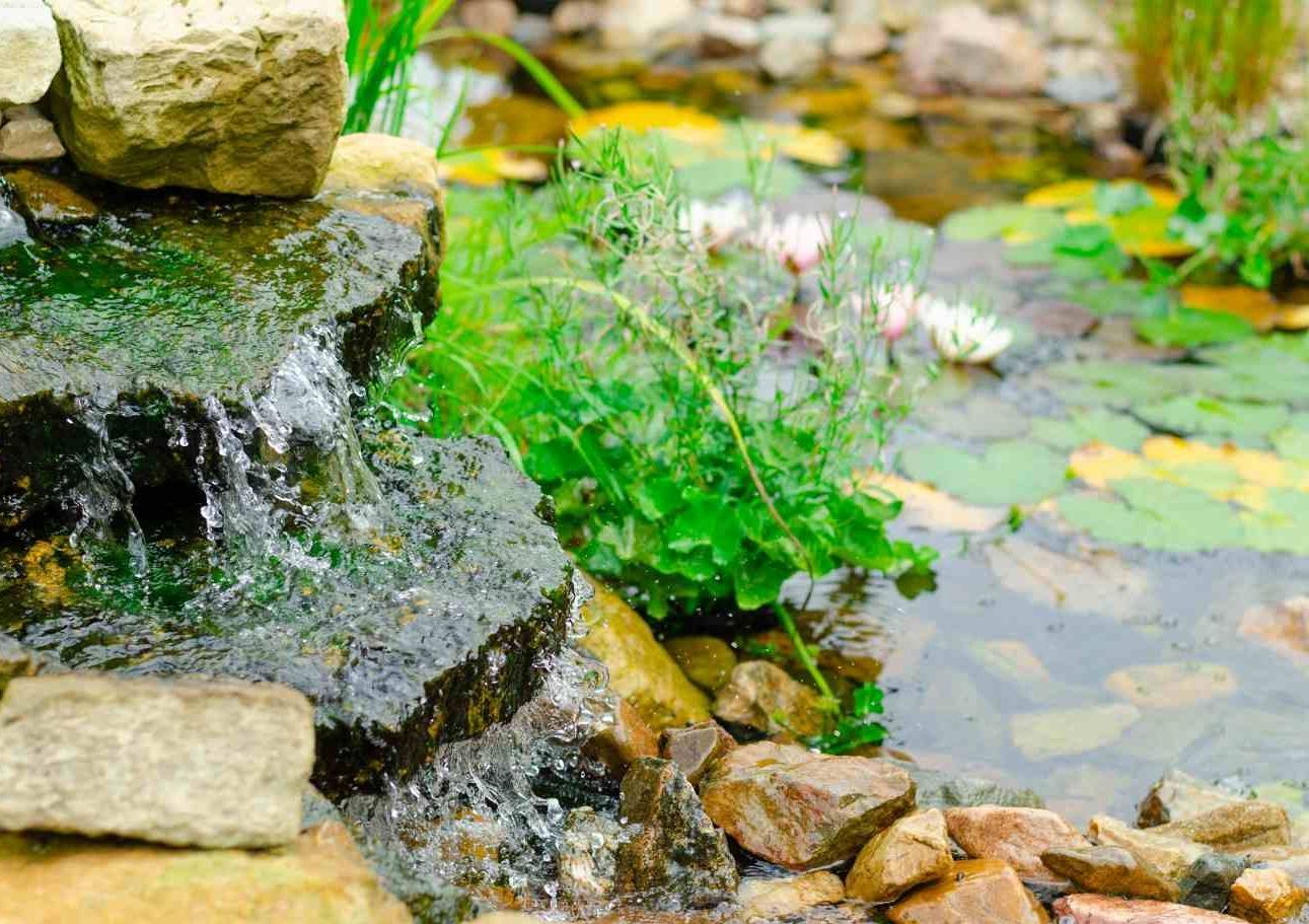 healthy amount of algae growing on a rock waterfall in pond