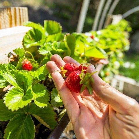 Red strawberries in hands, freshly picked and aquaponically grown