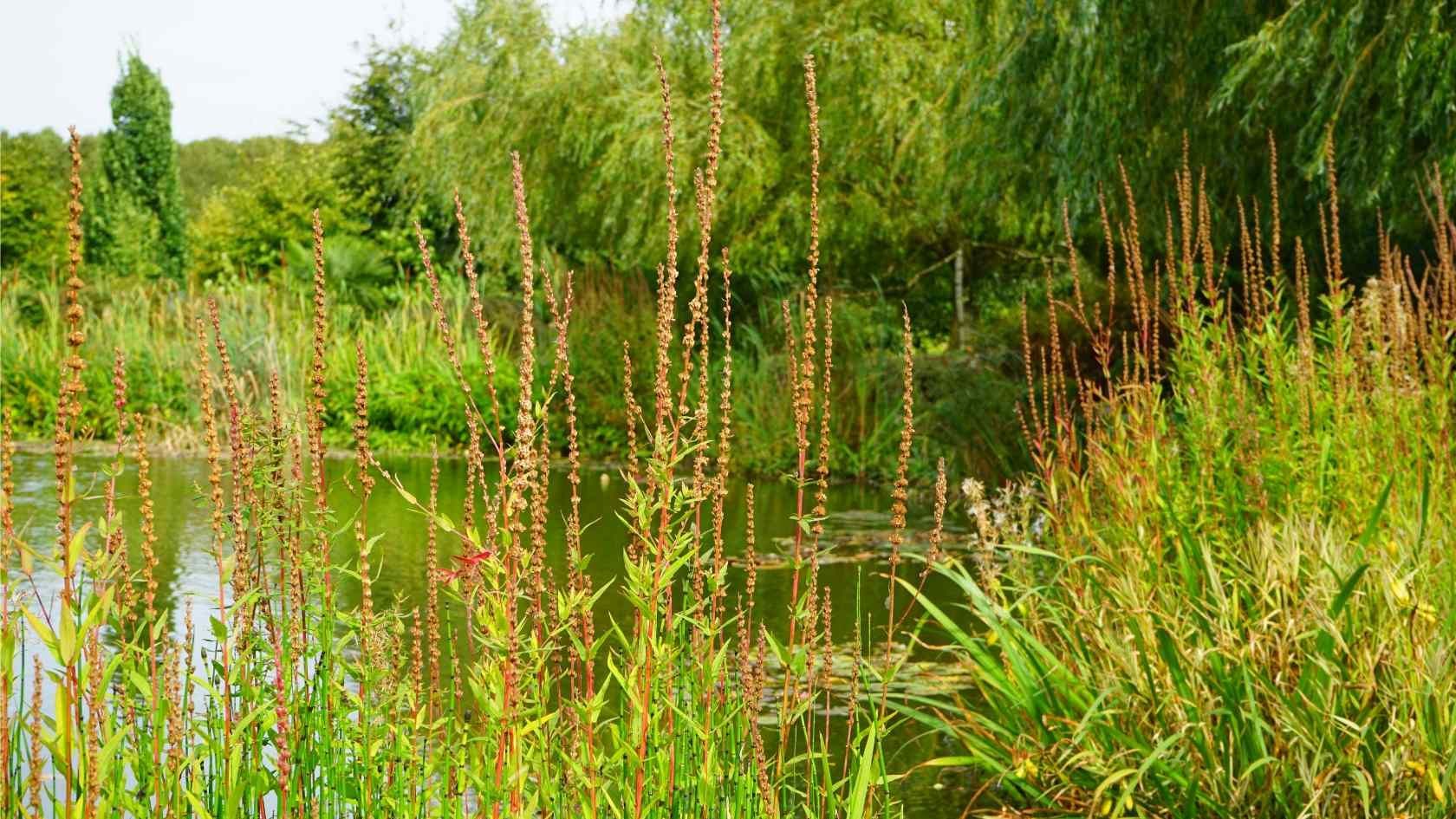 A massive outdoor pond in Thonotosassa serves as a prominent feature in the landscape with  surrounding greenery.