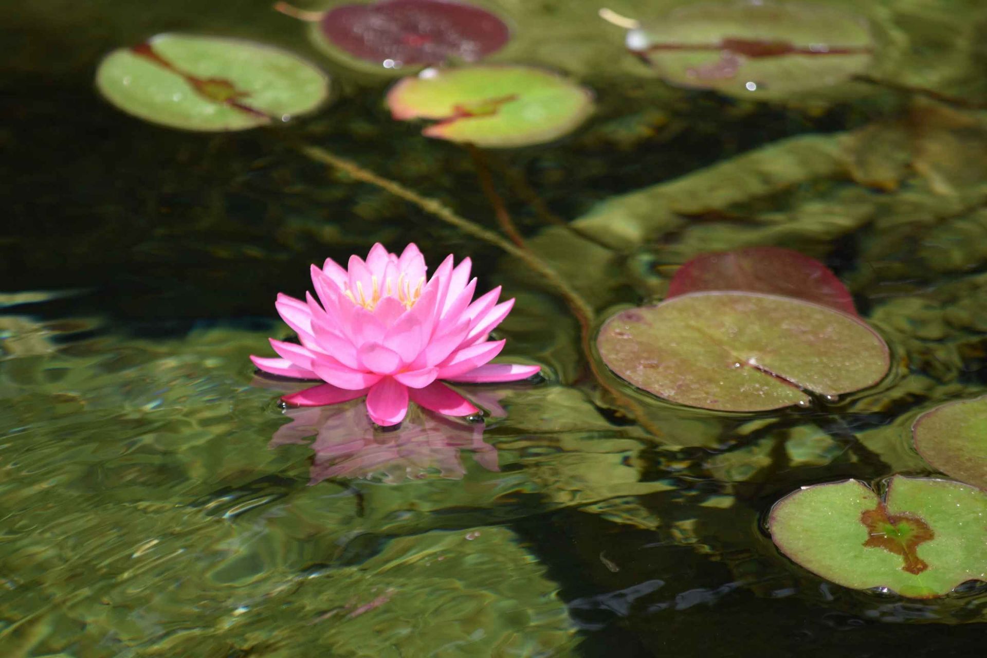 A completed pond installation in East Tampa with elegant lilies and lotus flowers that creates a stunning visual display.